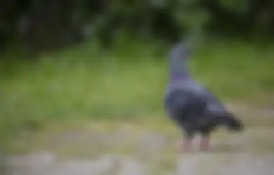 Viral Warga Banjarnegara Diminta Ganti Rugi Karena Tabrak Burung Dara Hingga Mati, Netizen Geram: Burung Mahal Harusnya di Mall