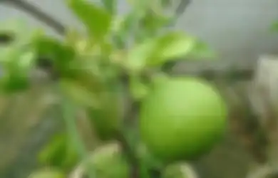 Sering Cuma Jadi Bahan Penyedap Masakan, Ternyata Manfaat Jeruk Purut Tak Main-main, Ayo Segera Cari Tahu!