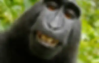 Jika Seekor Monyet Memotret Dirinya Sendiri, Siapa yang Memiliki Hak Cipta Foto Monyet itu?