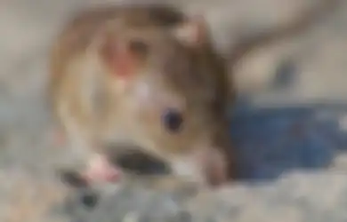 Ini Cara Murah dan Mudah Usir Tikus dengan Sampah Rumah Tangga dengan Kantong Teh Celup Bekas, Dijamin Bikin Tikus Tak Datang Lagi