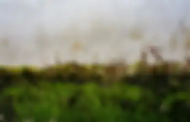 Hanya Modal 15 Menit, Begini Cara Bersihkan Lumut dan Alga di Tembok!