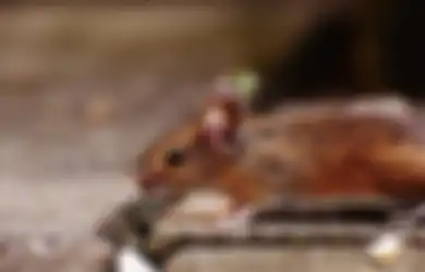 Nyesel Kalau Nggak Tahu, Cukup Simpan Irisan Benda Ini di Sudut Rumah Bisa Bikin Tikus di Rumah Klepek-klepek