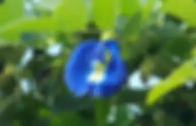 Tak Hanya Warnanya yang Cantik, Bunga Ini Ternyata Berpotensi sebagai Obat Penghambat Kanker Payudara