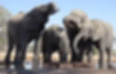 Tragis! Pria Tewas Diinjak Gajah yang Melintas Bersama Rombongan, Tapi Netizen Justru Salahkan si Korban, Ternyata Ini yang Terjadi