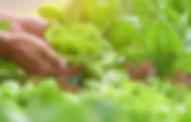 Mau Panen Sayur dari Kebun di Rumah Tanpa Berhenti selama Setahun? Lakukan Cara Ini!