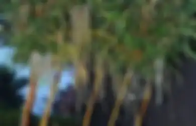 Tanaman Bambu Kuning jadi Kanopi Hidup, Cara Menanam Unik yang Bikin Taman Lebih Cantik