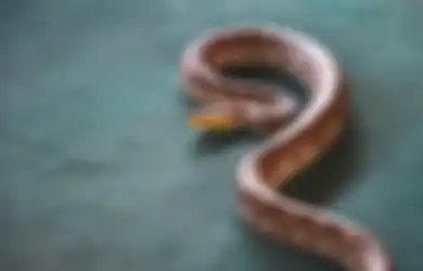 Arti Mimpi Membunuh Ular Menurut Primbon Jawa, Benarkah Berkaitan Dengan Firasat Buruk?