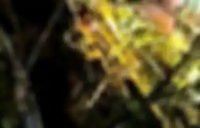 Diduga Dibawa Makhluk Halus 'Geunteut', Warga Pidie Ditemukan di Atas Pohon Kelor Setinggi 15 Meter, Kondisinya Seperti Ini