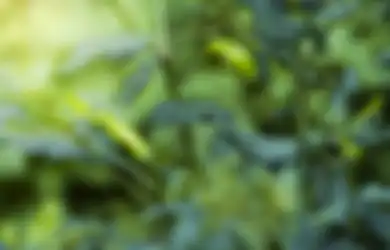 Yaampun Selama ini Kemana Saja, Air Rebusan Daun Cabai Ternyata Ampuh Obati Penyakit Mengerikan Banyak Orang ini