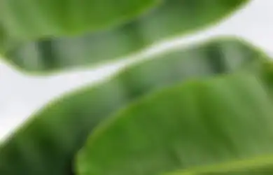 Nggak Cuma Jadi Bungkus Makanan, Begini Tips Manfaatkan Daun Pisang Untuk Sembuhkan Penyakit Berikut