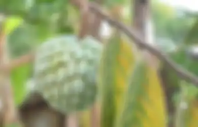 Inilah Manfaat Dari Buah Srikaya, Mulai Dari Radang Sampai Kanker