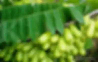 Nyesel Kalau Nggak Nyoba, Rutin Minum Air Rebusan Daun Belimbing Wuluh Ternyata Bisa Mengobati Berbagai Penyakit Mengerikan Ini, Silakan Buktikan Sendiri!