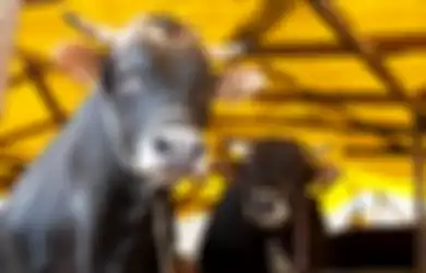 Beredar Video Hewan Kurban Sapi Mengeluarkan Air Mata Sebelum Disembelih, Benarkan Ini Tanda Sapi Sedang Sedih? Dosen Kedokteran Hewan Berikan Penjelasannya