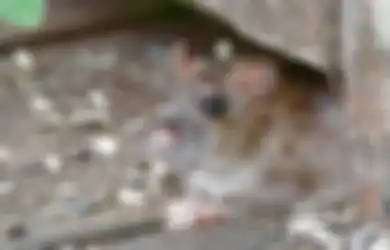 Tak Perlu Perangkap dan Racun Tikus, Cukup Gunakan Tepung Terigu Usir Tikus yang Berseliweran di Rumah, Begini Caranya!