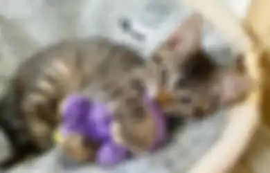 Jangan Lagi Salah Kaprah, Berikut 6 Bahasa Isyarat Kucing yang Kerap Ditunjukkan di Hadapan sang Empunya!
