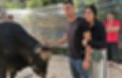Raffi Ahmad Datangkan Sapi dengan Bobot 1,3 Ton dari Gunung Kidul di Hari Raya Idul Adha, Begini Kesaksian sang Penjual yang Bikin Melongo