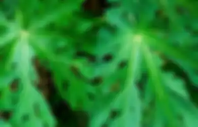 Tolong Jangan Sembarangan, Meski Punya Segudang Manfaat, Mengonsumsi Daun Pepaya  Dalam Kondisi Seperti Ini Ternyata Bisa Berakibat Fatal