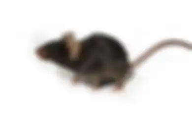 Cabai Busuk Ampuh Usir Tikus, Rugi Besar Jika Dibuang Sia-sia