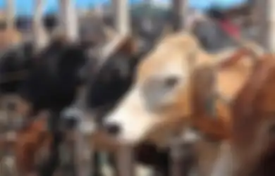 Idul Adha di Depan Mata, Berikut Ini 6 Cara Memilih Hewan Qurban yang Baik dan Sehat