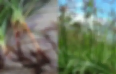 Dipandang Sebelah Mata, Rumput Liar ini Justru Jadi Obat Mujarab Pengusir Penyakit