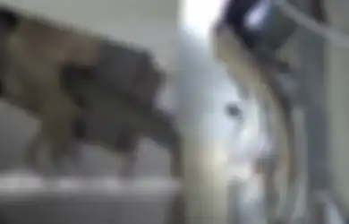 Dengar Suara Aneh Dari Langit-langit Rumahnya, Pria Ini Syok Tahu Fakta Mengejutkan, Sosok Mengerikan Muncul hingga Lakukan Hal ini
