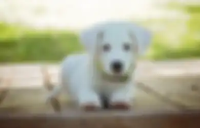 Anjing yang Awalnya Kalem Tetiba Jadi Galak Bisa Jadi Ciri Tak Bahagia, Berikut 4 Tanda Lain Jika si Hewan Peliharaan Merasa Hatinya Sedang Kacau!