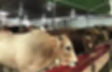 Pantas Banyak Diminati untuk Idul Adha Meski Harganya Bisa Capai Ratusan Juta, Ternyata Begini Kualitas Sapi Limosin, Dagingnya Bukan Hanya Lezat