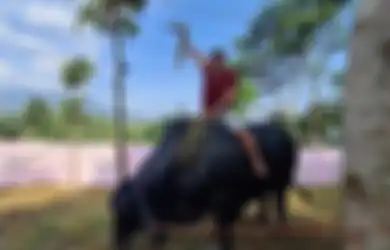 Enam Artis Tanah Air Borong Sapi Jumbo untuk Kurban Hari Raya, Ada Raffi Ahmad Hingga Rizky Billar