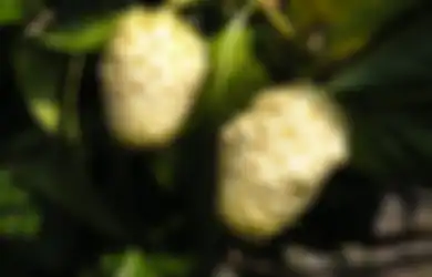 Alami tanpa Efek Samping yang Mengganggu, Begini Cara Lenyapkan Encok Akibat Asam Urat dengan Buah Mengkudu