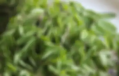 Nyesel Baru Tahu, Cukup 20 Menit Rebus Daun Kelor, Manfaat Luar Biasa ini Bakal Dirasakan Tubuh dari Ancaman Penyakit Mengerikan ini
