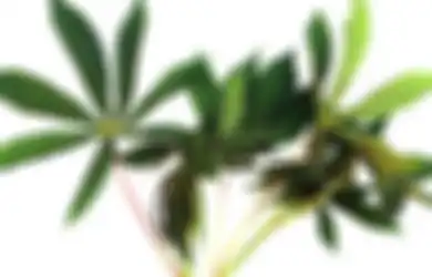 Selama Ini Ditutupi Bak Resep Rahasia, Ternyata Ini Cara Rebus Daun Singkong agar Empuk, Dijamin Anti Gagal!