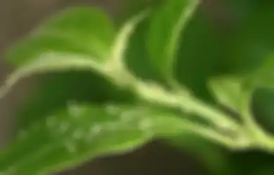 Tak Perlu Pakai Bahan Kimia, Usir Hama Ternyata Tinggal Gunakan Daun Ajaib Ini! Bisa Obat Sel Kanker Juga..