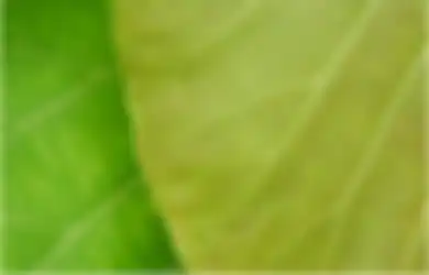 Air Rebusan Daun Jati Jadi Solusi Ampuh Atasi Masalah Kulit, Bisa Dicoba Saat Berbuka Nanti