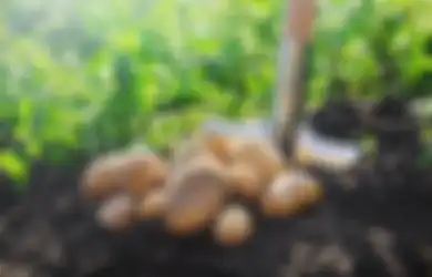 Cara Berkembang Biak Kentang Beserta Contoh Perkembangbiakan Vegetatif Alami