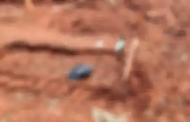 Bikin Warga Heboh hingga Jadi Tontonan, 10 Makam Pasien Covid-19 di Depok Amblas Secara Berbarengan, Penyebabnya Bikin Syok!