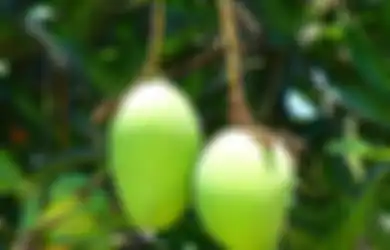 Jangan sampai Nyesel karena Baru Tahu Sekarang, Buah Manis Ini Ternyata Bisa Dimanfaatkan untuk Mencegah Kanker Payudara