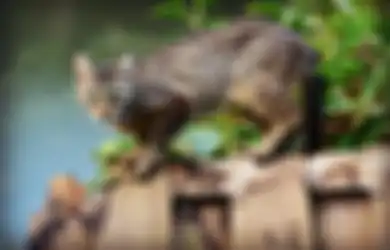 Masukkan 4 Ekor Kucing ke Dalam Celana, Pria Ini Bak Ketiban Karma Hingga Alami Kejadian Nahas, Begini Kisahnya yang Mencengangkan