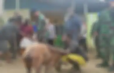 Nasi Sudah Jadi Bubur, Foto Pemberian Babi Sebagai Tanda Maaf Beredar, Danlanud Merauke Pasrah Dicopot Panglima TNI