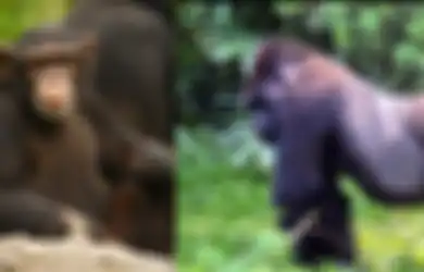 Dikenal Cinta Damai, Simpanse dan Gorila Terlihat Berperang di Alam Liar untuk Pertama Kalinya
