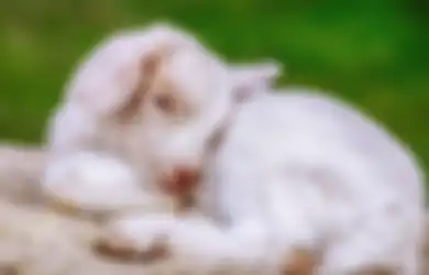 Selalu Muncul Setiap Kali Dipanggil Namanya, Kambing Modis di Kulon Progo Ini Viral di TikTok