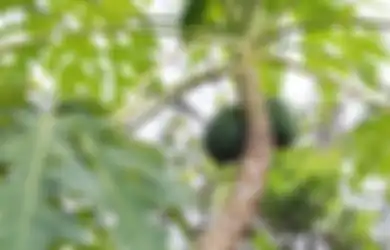 Enggak Lagi Bolak-balik Rumah Sakit, Rutin Makan Pepaya Muda Ternyata Bikin Tubuh Rasakan Efek Tak Terduga Ini, Yuk Cobain Sekarang