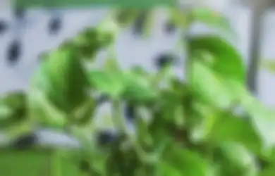 Nyesel Baru Tahu, Mulai Sekarang Coba Rutin Kumur-kumur dengan Air Daun Sirih, Efeknya Bikin Kamu Enggak Perlu Bolak-balik ke Dokter Gigi