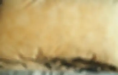 Jangan Buru-buru Beli, Bantal Kuning Kumel Tampak Baru Berkat Dicuci dengan Bahan Ini