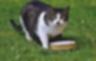 Misteri Pembantaian Ratusan Kucing Gegerkan Warga, 'Pembunuh' Dicurigai Hadir Membawa Makanan Kesukaan Kucing yang Tak Dicurigai Ini
