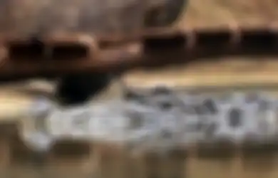 Hilang Usai Diterkam Buaya, Jasad Ketua RT Ditemukan di Lokasi Tak Terduga, Istri Jadi Saksi Lihat Detik-detik Kematian Korban