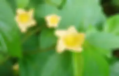 Seumur Hidup Baru Tahu, Tanaman yang Sering Tumbuh Liar di Jalanan Ini Ternyata Bisa Jadi Obat Alami untuk Asam Urat, Begini Cara Buatnya