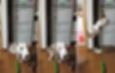 Jangan Pernah Kagetkan Kucing dengan Mentimun! Ini Rupanya Alasan Kucing Takut dengan Mentimun, Waspada Bisa Pengaruhi Pemiliknya