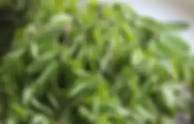 Tak Cuma Usir Hantu di Sekitar, Daun Ajaib Ini Rupanya Ampuh Hilangkan Uban di Rambut Kamu loh, Buruan Cobain!