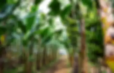Sering Dipandang Sebelah Mata di Indonesia, Siapa Sangka Batang Pohon Pisang Miliki Sederet Manfaat Luar Biasa Bagi Tubuh hingga Ampuh Obati Penyakit Mematikan