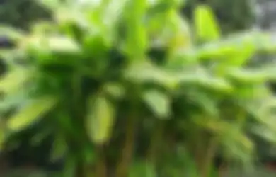 Ini Ciri Tumbuhan Berkembang Biak dengan Cara Tunas Beserta Contohnya